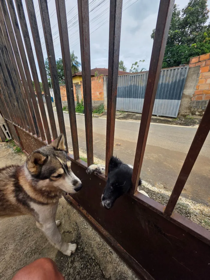 Cachorro raça Husky Siberiano idade 2 anos nome Apolo