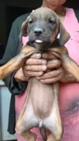 Cachorro raça SRD-ViraLata idade 2 a 6 meses nome Sem nome