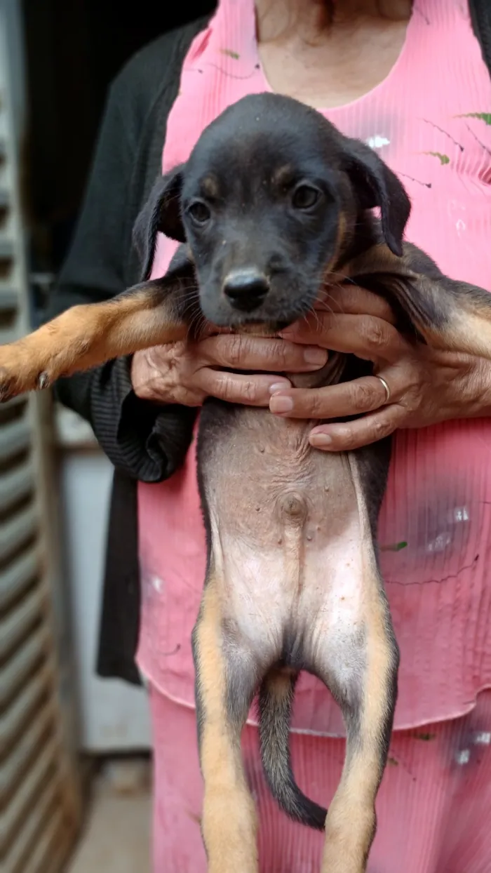 Cachorro raça SRD-ViraLata idade 2 a 6 meses nome Sem nome