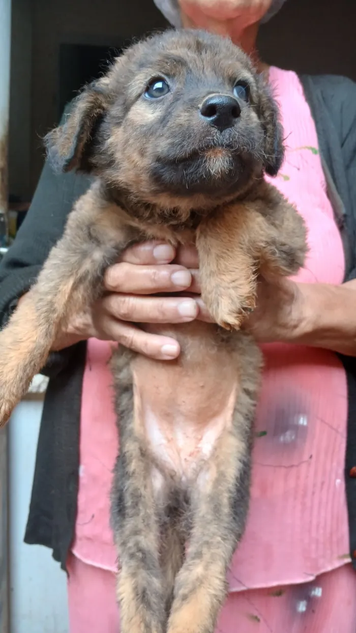 Cachorro raça SRD-ViraLata idade 2 a 6 meses nome Sem nome