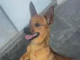 Cachorro raça SRD-ViraLata idade 1 ano nome Toquin