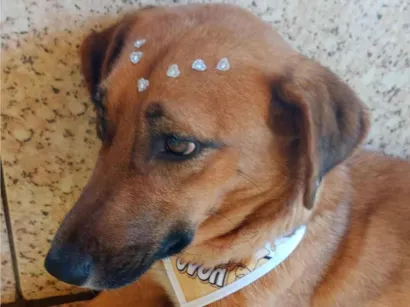 Cachorro raça SRD-ViraLata idade 1 ano nome July