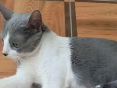 Gato raça Exótico idade 2 a 6 meses nome Michele e seus dois filhotes de 02 meses