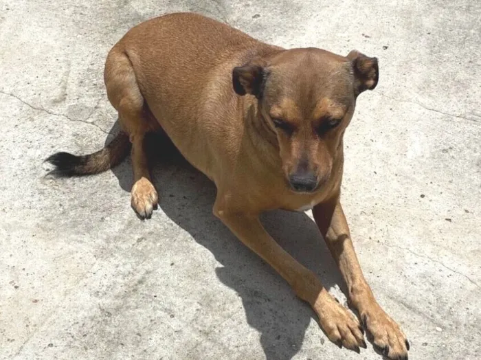 Cachorro raça SRD-ViraLata idade 3 anos nome Nesti