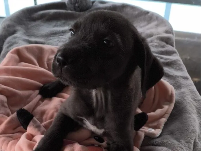 Cachorro raça SRD-ViraLata idade 2 a 6 meses nome Bombom 