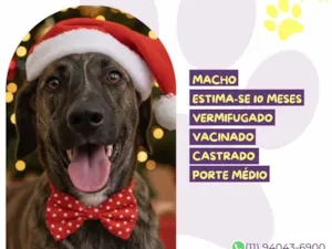 Cachorro raça SRD-ViraLata idade 7 a 11 meses nome Bono