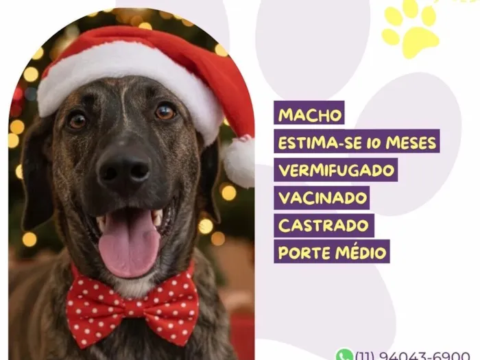 Cachorro raça SRD-ViraLata idade 7 a 11 meses nome Bono