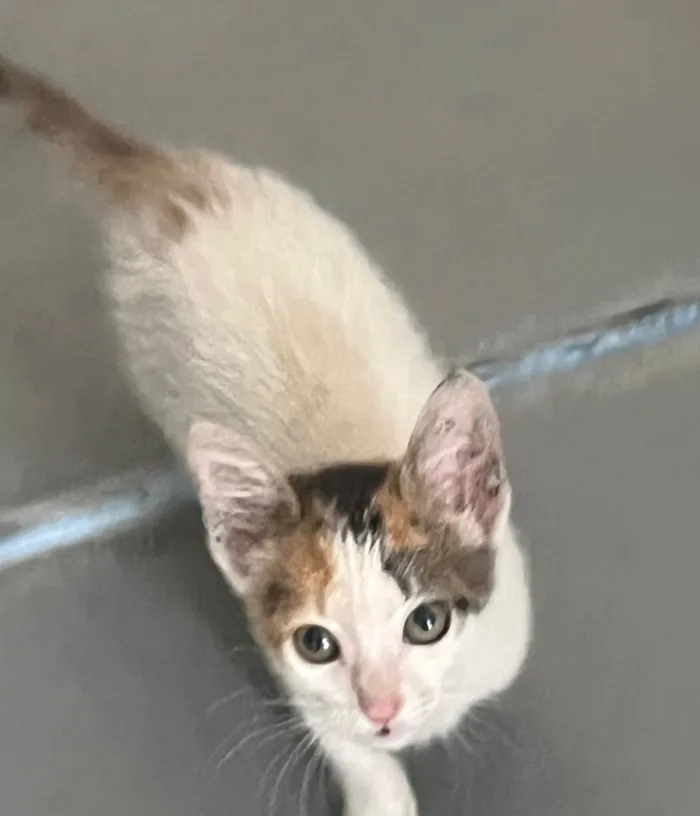 Gato raça SRD-ViraLata idade 2 a 6 meses nome Caliko