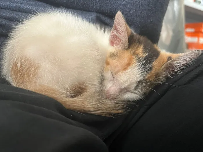 Gato raça SRD-ViraLata idade 2 a 6 meses nome Caliko