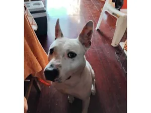 Cachorro raça SRD-ViraLata idade 7 a 11 meses nome Shao Kahn