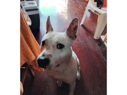 Cachorro raça SRD-ViraLata idade 7 a 11 meses nome Shao Kahn