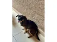 Cachorro raça SRD-ViraLata idade 5 anos nome JOÃOZINHO