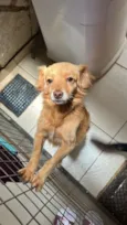 Cachorro raça SRD-ViraLata idade 5 anos nome SPIKE