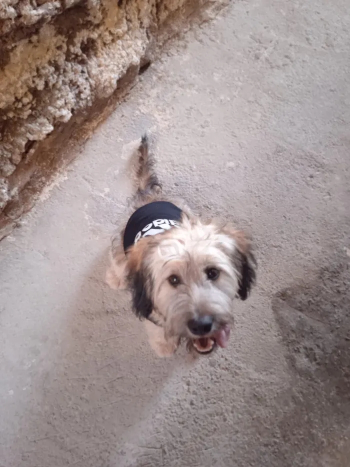 Cachorro raça SRD-ViraLata idade 2 anos nome Theodoro