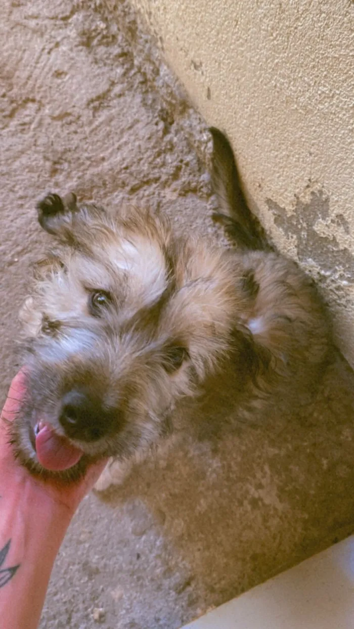 Cachorro raça SRD-ViraLata idade 2 anos nome Theodoro