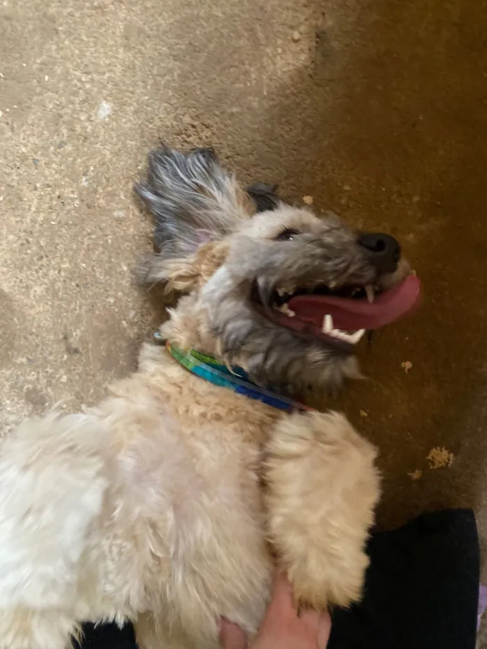 Cachorro raça SRD-ViraLata idade 2 anos nome Theodoro