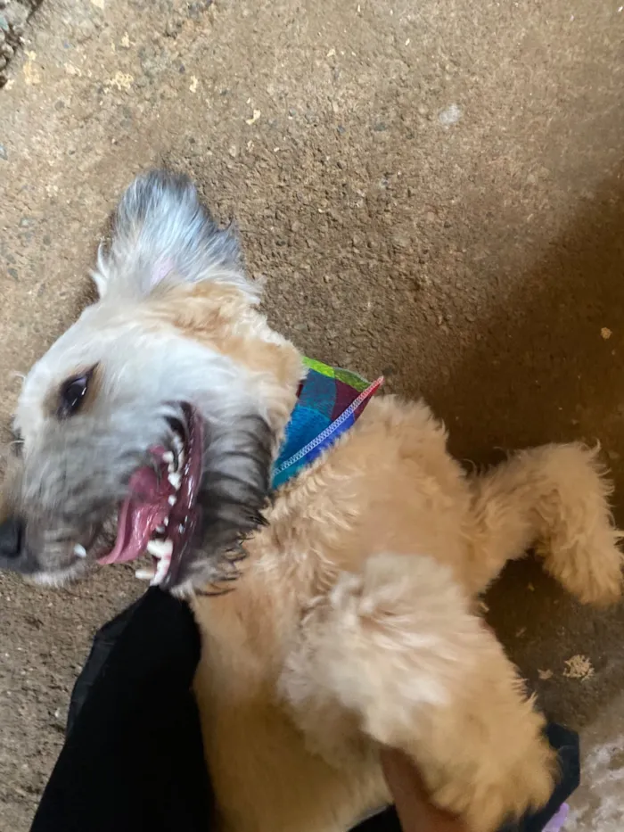 Cachorro raça SRD-ViraLata idade 2 anos nome Theodoro