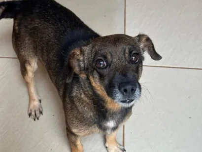 Cachorro raça SRD-ViraLata idade 5 anos nome JOÃOZINHO