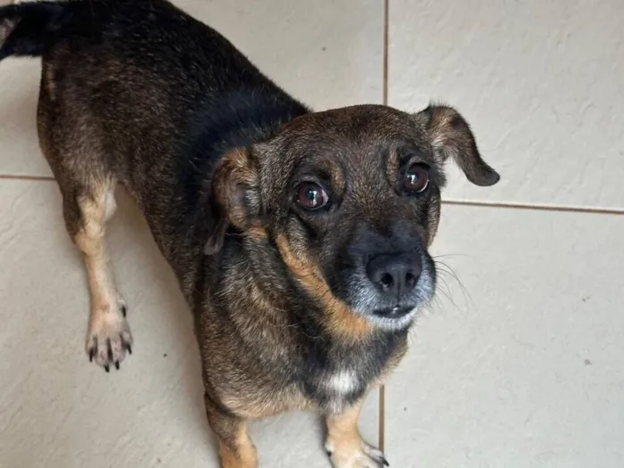 Cachorro raça SRD-ViraLata idade 5 anos nome JOÃOZINHO