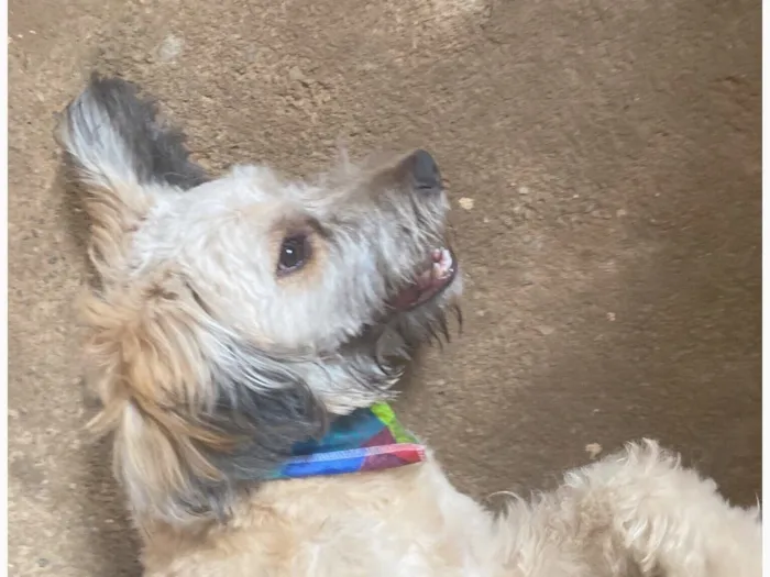 Cachorro raça SRD-ViraLata idade 2 anos nome Theodoro