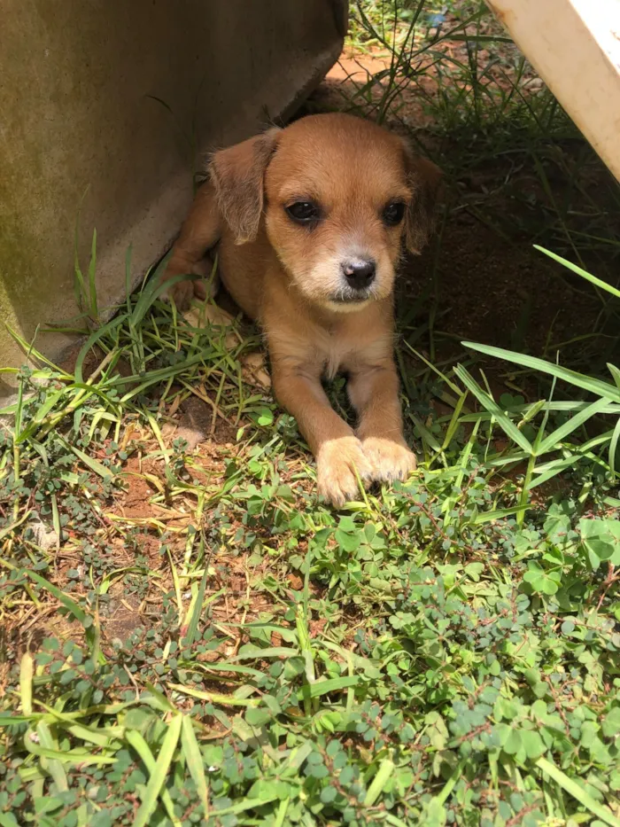 Cachorro raça SRD-ViraLata idade 2 a 6 meses nome Nina, esmeralda, benta, amora, caramela e carol