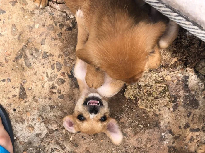 Cachorro raça SRD-ViraLata idade 2 a 6 meses nome Nina, esmeralda, benta, amora, caramela e carol