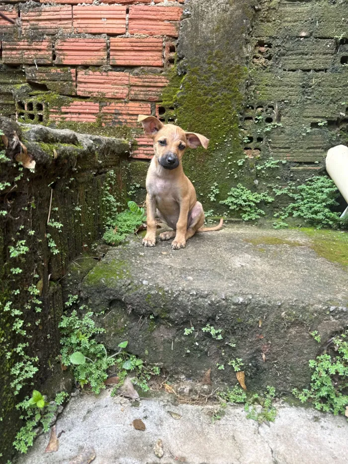Cachorro raça SRD-ViraLata idade 2 a 6 meses nome Pulguinha