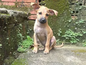 Cachorro raça SRD-ViraLata idade 2 a 6 meses nome Pulguinha
