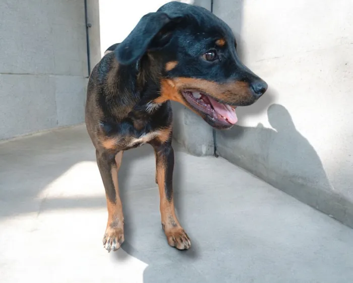 Cachorro raça SRD-ViraLata idade 2 a 6 meses nome Spike