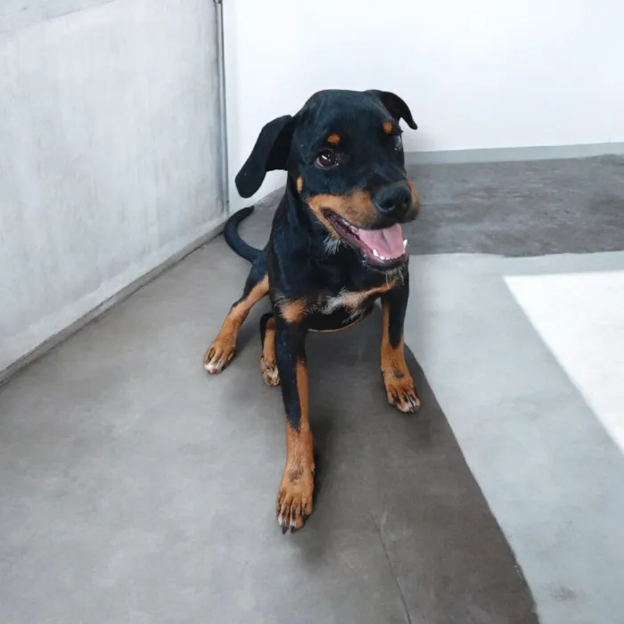 Cachorro raça SRD-ViraLata idade 2 a 6 meses nome Spike