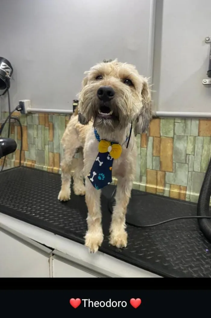 Cachorro raça SRD-ViraLata idade 2 anos nome Theodoro