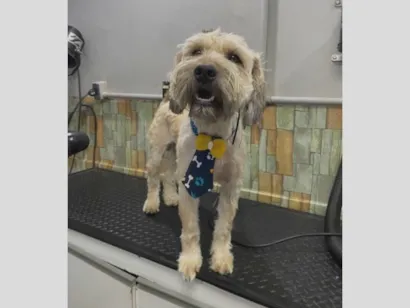 Cachorro raça SRD-ViraLata idade 2 anos nome Theodoro