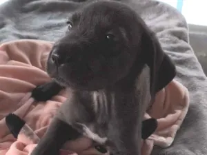 Cachorro raça SRD-ViraLata idade 2 a 6 meses nome Bombom 