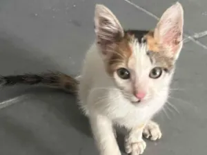 Gato raça SRD-ViraLata idade 2 a 6 meses nome Caliko