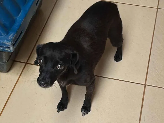 Cachorro raça SRD-ViraLata idade 5 anos nome Negrita