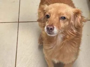 Cachorro raça SRD-ViraLata idade 5 anos nome SPIKE