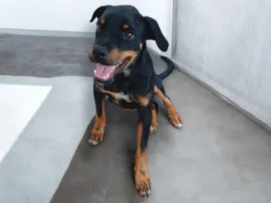 Cachorro raça SRD-ViraLata idade 2 a 6 meses nome Spike