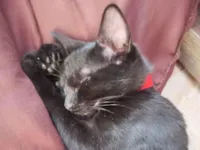 Gato raça SRD-ViraLata idade 3 anos nome Luna