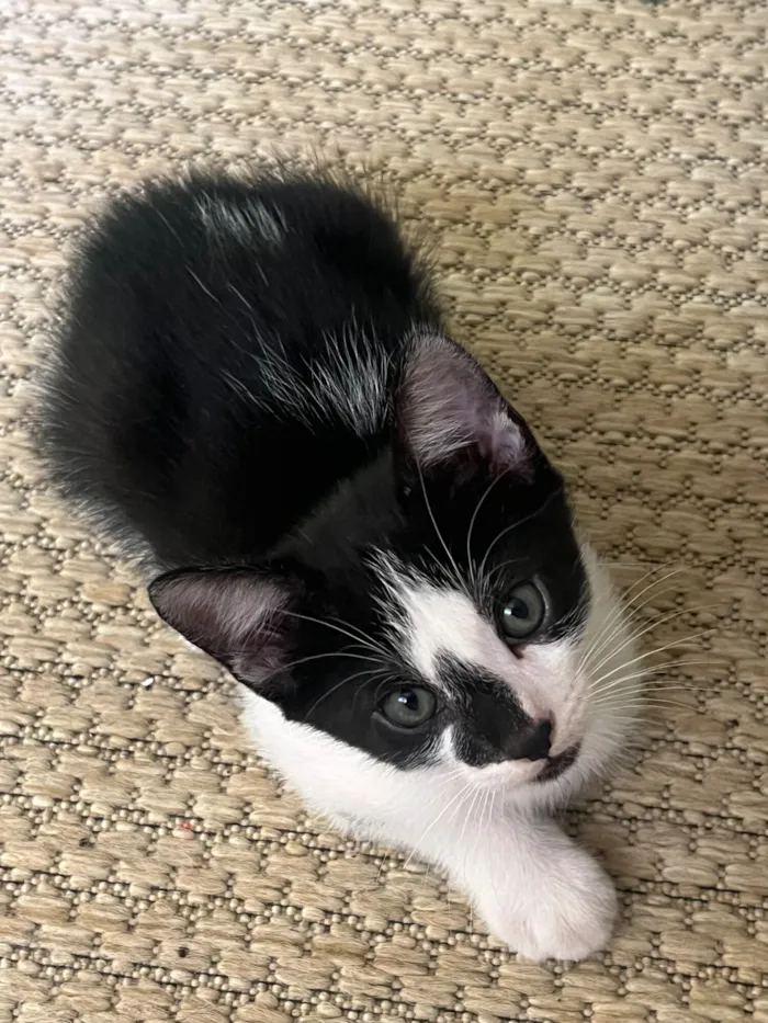 Gato raça SRD-ViraLata idade 2 a 6 meses nome Mingau e cookie. 