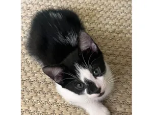 Gato raça SRD-ViraLata idade 2 a 6 meses nome Mingau e cookie. 