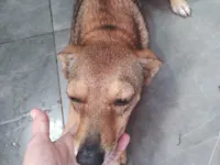 Cachorro raça SRD-ViraLata idade 3 anos nome Luna