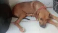 Cachorro raça SRD-ViraLata idade 2 a 6 meses nome Teddy 