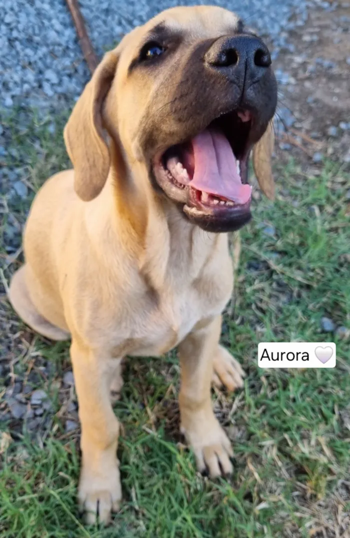 Cachorro raça SRD-ViraLata idade 2 a 6 meses nome Aurora Mulan e Moana