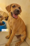 Cachorro raça SRD-ViraLata idade 2 a 6 meses nome Aurora Mulan e Moana