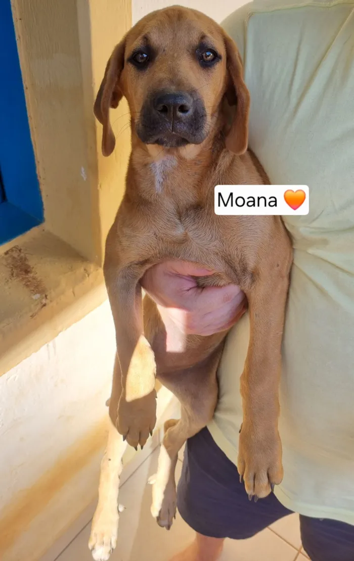 Cachorro raça SRD-ViraLata idade 2 a 6 meses nome Aurora Mulan e Moana
