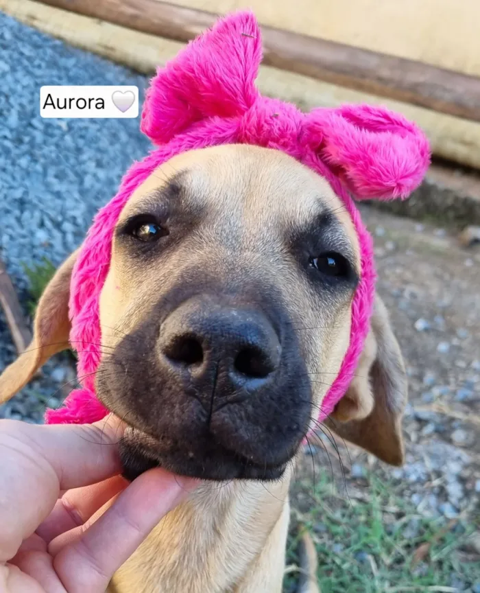 Cachorro raça SRD-ViraLata idade 2 a 6 meses nome Aurora Mulan e Moana