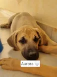 Cachorro raça SRD-ViraLata idade 2 a 6 meses nome Aurora Mulan e Moana