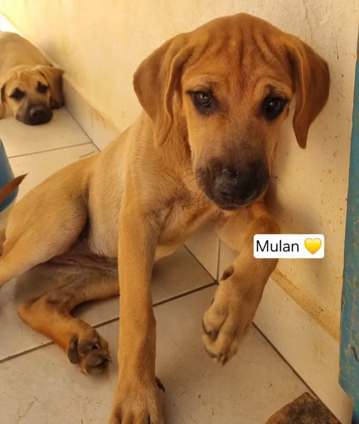 Cachorro raça SRD-ViraLata idade 2 a 6 meses nome Aurora Mulan e Moana