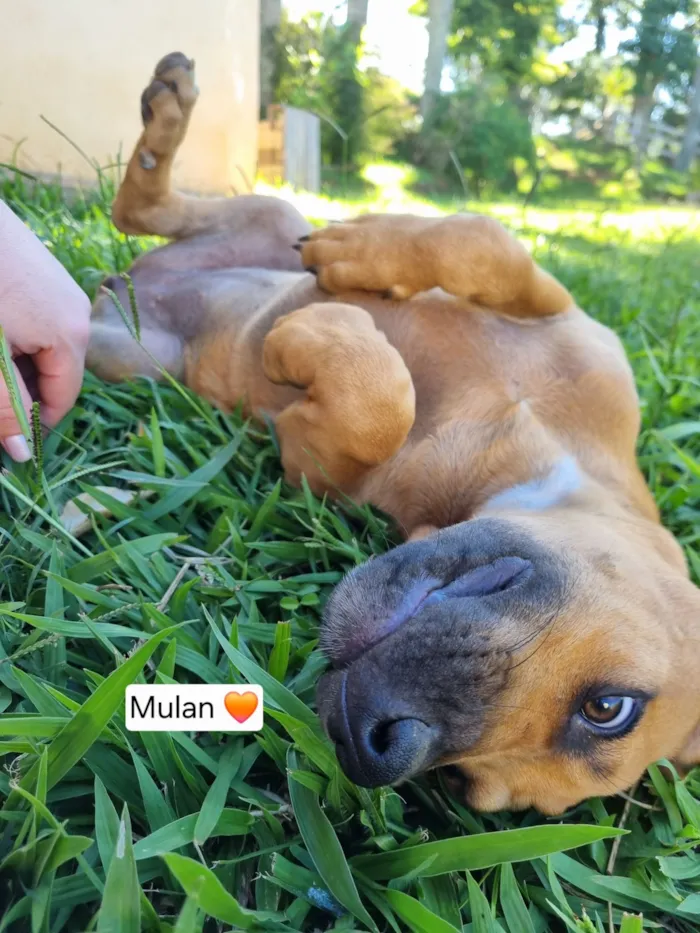 Cachorro raça SRD-ViraLata idade 2 a 6 meses nome Aurora Mulan e Moana