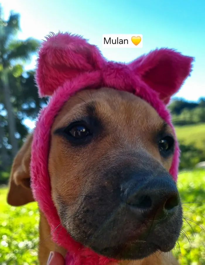 Cachorro raça SRD-ViraLata idade 2 a 6 meses nome Aurora Mulan e Moana